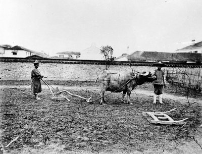 Chinesische Bauern pflügen ihr Feld mit Ochsen, um 1865 von European Photographer